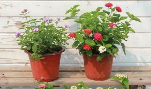 临汾老太太爆料视频最新,揭秘背后惊人真相 第3张 临汾老太太爆料视频最新,揭秘背后惊人真相 第3张